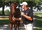 Keeneland September - Hip 61 by War Front Keeneland September - Hip 61 by War Front