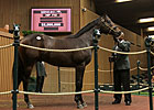 $2.5 Million War Front Colt New Sale Topper $2.5 Million War Front Colt New Sale Topper