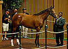 Malibu Moon Filly Brings $1.35M at Keeneland Malibu Moon Filly Brings $1.35M at Keeneland