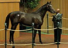Half to Majestic Warrior Sells for $1 Million Half to Majestic Warrior Sells for $1 Million