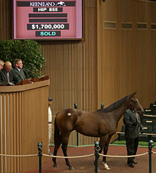 Half to Havre de Grace Sells for $1.7 Million Half to Havre de Grace Sells for $1.7 Million