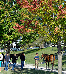 Keeneland Sale Gross Surpasses 2012 Total Keeneland Sale Gross Surpasses 2012 Total