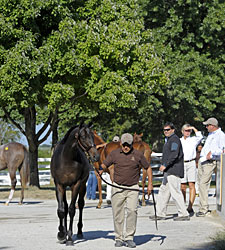 Medgalia d'Oro Colt Tops at Keeneland Sunday Medgalia d'Oro Colt Tops at Keeneland Sunday