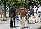 Medgalia d'Oro Colt Tops at Keeneland Sunday Medgalia d'Oro Colt Tops at Keeneland Sunday