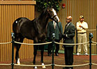 Pope Goes to $1.6M for Oxbow's Half Brother Pope Goes to $1.6M for Oxbow's Half Brother