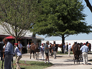 Yes It's True Colt Tops Keeneland Session Yes It's True Colt Tops Keeneland Session