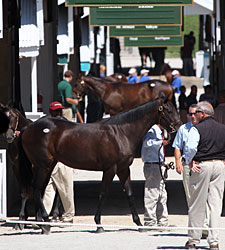 Keeneland Sale Registers Significant Gains Keeneland Sale Registers Significant Gains