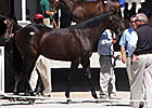 Keeneland Sale Registers Significant Gains Keeneland Sale Registers Significant Gains