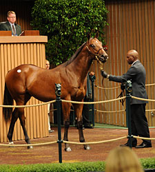 Slam Dunk: Shultz Sells $1 Million Yearling Slam Dunk: Shultz Sells $1 Million Yearling