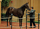 War Front Colt Sells for $1,050,000 War Front Colt Sells for $1,050,000
