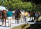 Bloodstock & Markets - Tracking Profitability Bloodstock & Markets - Tracking Profitability