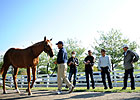 Yearling Market Roars Through Book Three Yearling Market Roars Through Book Three