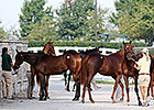 Hips to Watch: Keeneland September Day 4 Hips to Watch: Keeneland September Day 4
