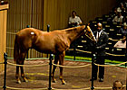 Half Brother to Halfbridled Brings $625,000 Half Brother to Halfbridled Brings $625,000