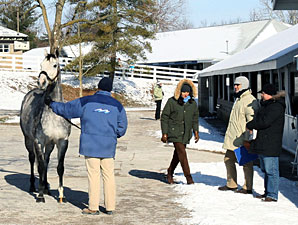 Keeneland January Sale: Mood Is Upbeat Keeneland January Sale: Mood Is Upbeat