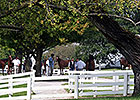 Hips to Watch: Keeneland September Day 2 Hips to Watch: Keeneland September Day 2