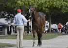 Keeneland September Sale Preview Keeneland September Sale Preview