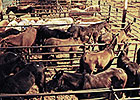 Europe Bans Horse Meat From Mexico Europe Bans Horse Meat From Mexico