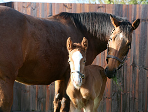 Full Brother to Frankel Foaled Full Brother to Frankel Foaled