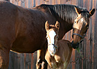 Full Brother to Frankel Foaled Full Brother to Frankel Foaled