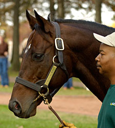Standout Stallion Kingmambo Pensioned Standout Stallion Kingmambo Pensioned