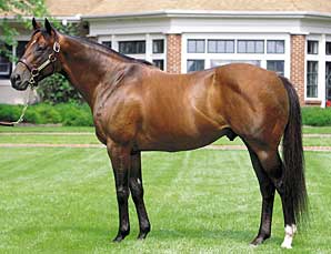 Kingmambo to Stand for $250,000 Kingmambo to Stand for $250,000