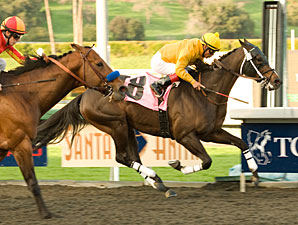 Kinsale King Conquers Palos Verdes Foes Kinsale King Conquers Palos Verdes Foes