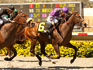 The Green Monkey Sires First Winner The Green Monkey Sires First Winner