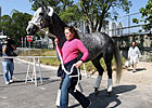 Frankel, Drysdale to Hong Kong Races Frankel, Drysdale to Hong Kong Races