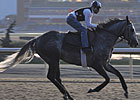 Kip Deville vs. Ventura in Woodbine Mile Kip Deville vs. Ventura in Woodbine Mile