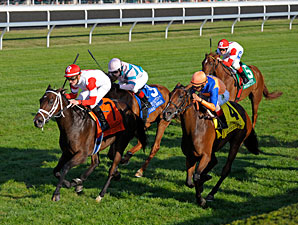Kitten's Dumplings Quirky Winner of QEII Kitten's Dumplings Quirky Winner of QEII