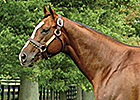 Pedigree Analysis: The Kittens Keep Coming Pedigree Analysis: The Kittens Keep Coming