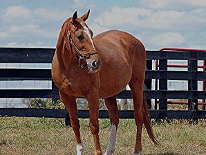 Record-Setting Sprinter Klassy Briefcase Dies Record-Setting Sprinter Klassy Briefcase Dies