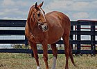 Record-Setting Sprinter Klassy Briefcase Dies Record-Setting Sprinter Klassy Briefcase Dies