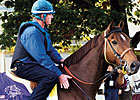 Champion Kona Gold Euthanized Champion Kona Gold Euthanized