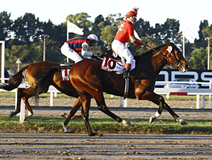 Lingote de Oro Wins Big Handicap in Argentina Lingote de Oro Wins Big Handicap in Argentina
