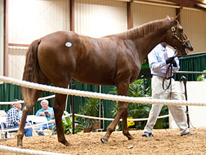 Awesome Again Yearling Tops Louisiana Sale Awesome Again Yearling Tops Louisiana Sale