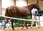 Awesome Again Yearling Tops Louisiana Sale Awesome Again Yearling Tops Louisiana Sale