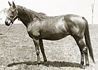 Inside Pedigrees: Super Breeding