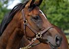 'Rouge' Produces Full Brother to Barbaro 'Rouge' Produces Full Brother to Barbaro