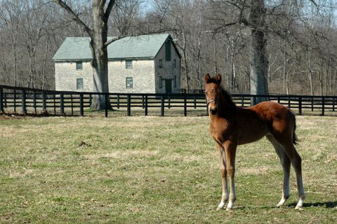 Lady Eli as a Foal