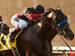 11 Look for Graded Stakes Win in Autumn Miss 11 Look for Graded Stakes Win in Autumn Miss