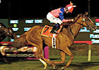 Millionaire Lady of Venice Retired Millionaire Lady of Venice Retired