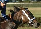 Lahudood Gallops off With Bouquet in Flower Bowl