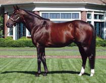 Lane's End Stallions Having Banner Year Lane's End Stallions Having Banner Year