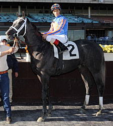 Ashado's Half-Brother Wins Debut at Aqueduct Ashado's Half-Brother Wins Debut at Aqueduct