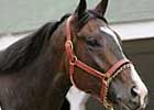 Lava Man Tackles 8 in Historic Gold Cup Lava Man Tackles 8 in Historic Gold Cup