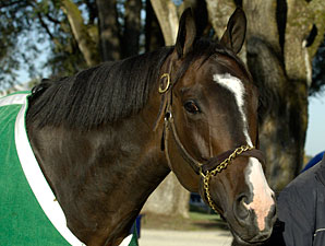 Lava Man Settles into Role as Stable Pony Lava Man Settles into Role as Stable Pony