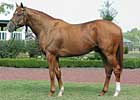 First Foal by Champion Lawyer Ron