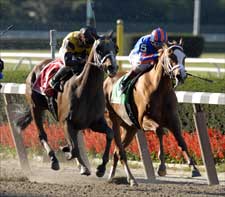 Lear's Princess Dethrones Queen 'Rags in Gazelle Lear's Princess Dethrones Queen 'Rags in Gazelle